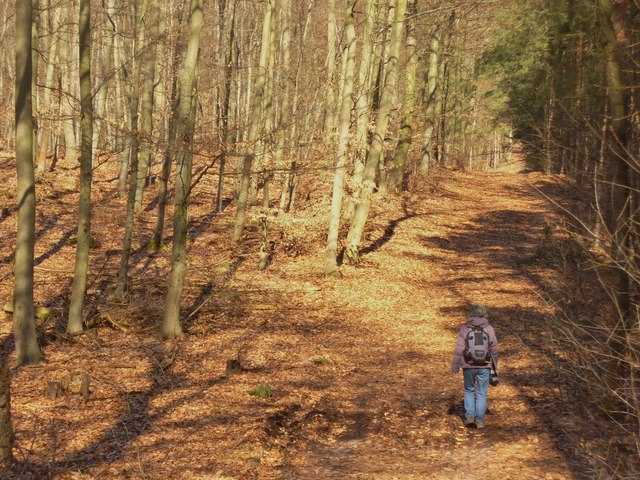 File:Koenigswald - Forstweg (Forest Track) - geo.hlipp.de - 34709.jpg