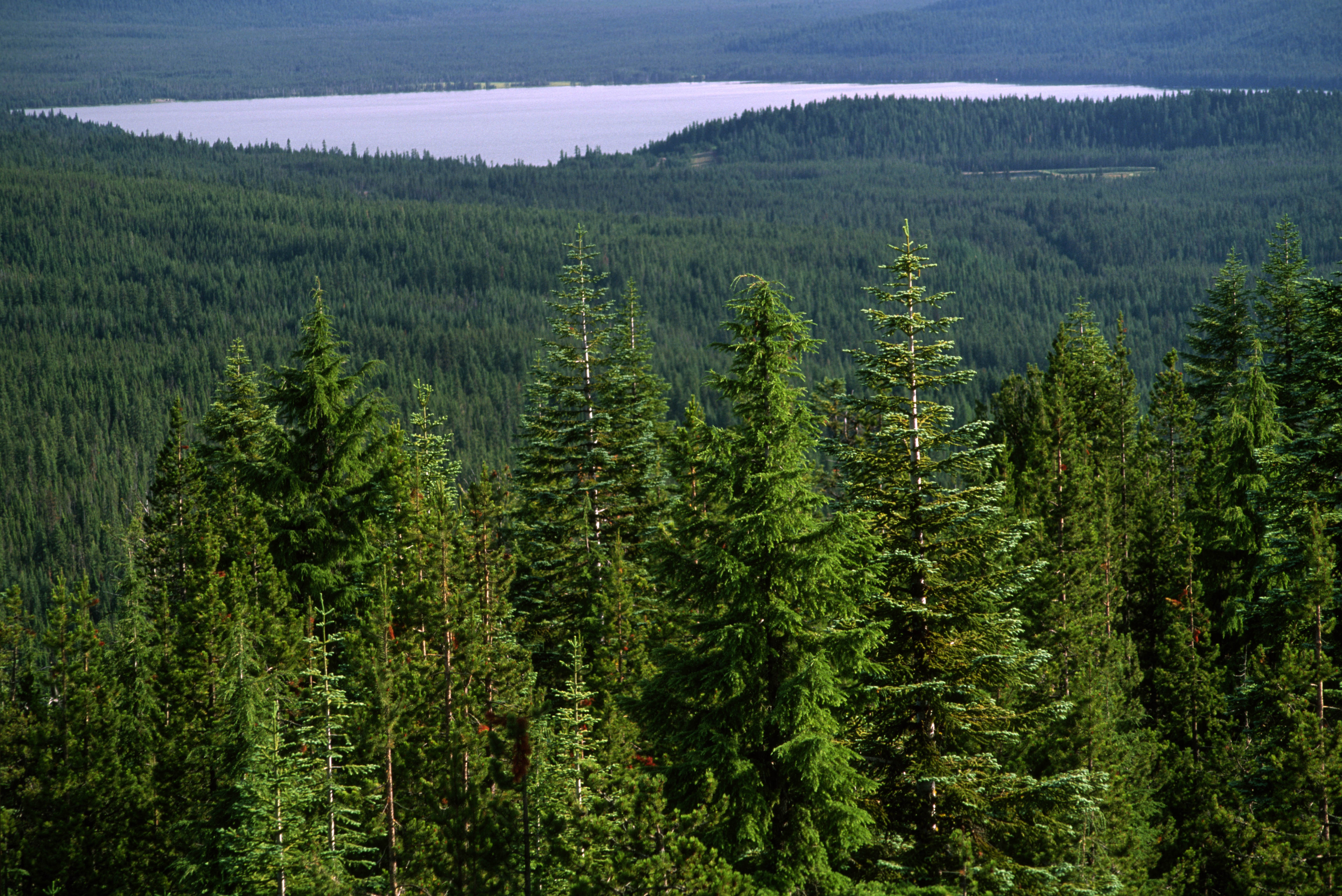 Бескрайняя Тайга. Хвойный лес второй ярус. Лес 2 часа. Us Forest service.