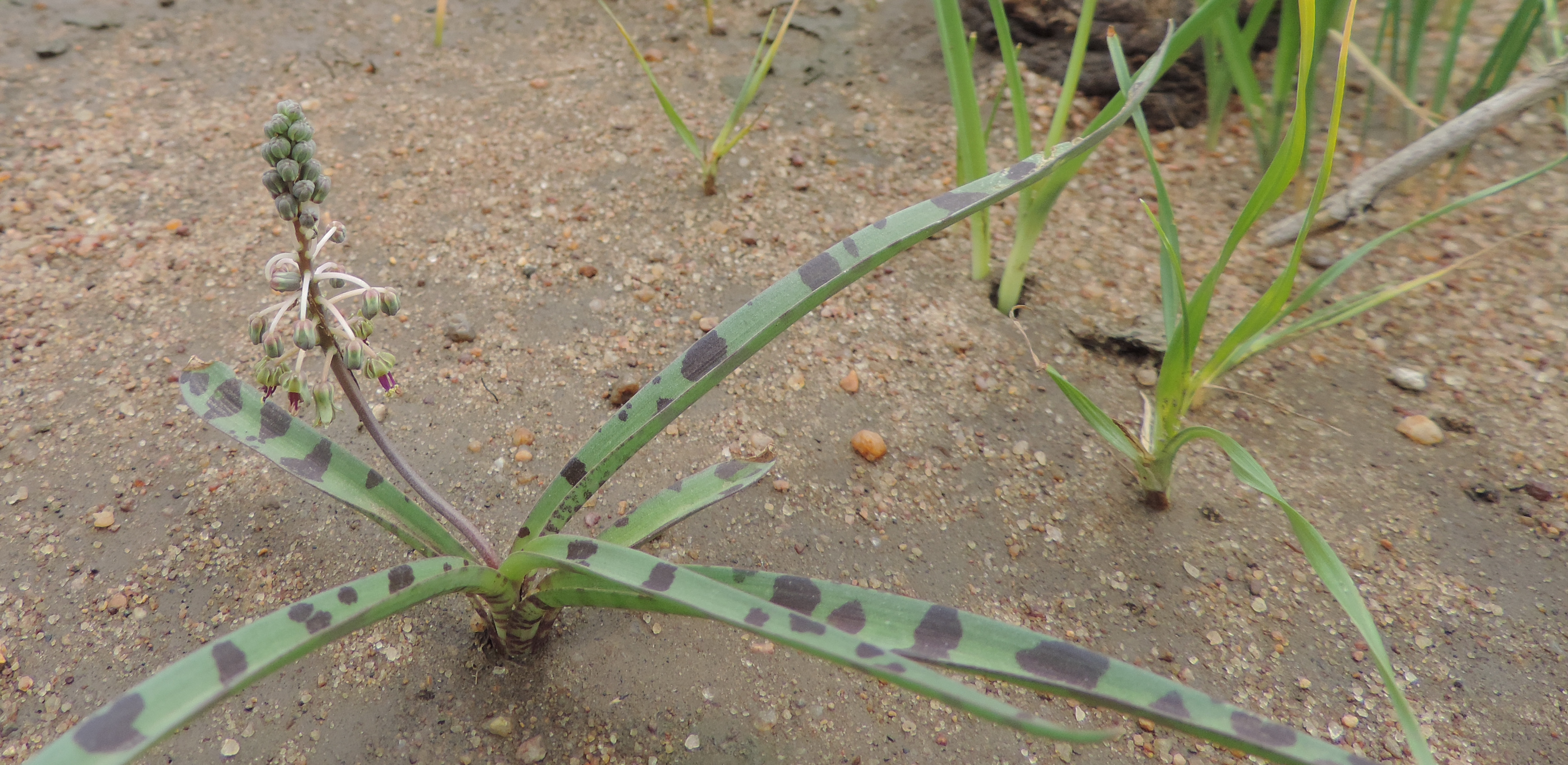 Ledebouria sp. Chokwe 3 (22358202300).jpg