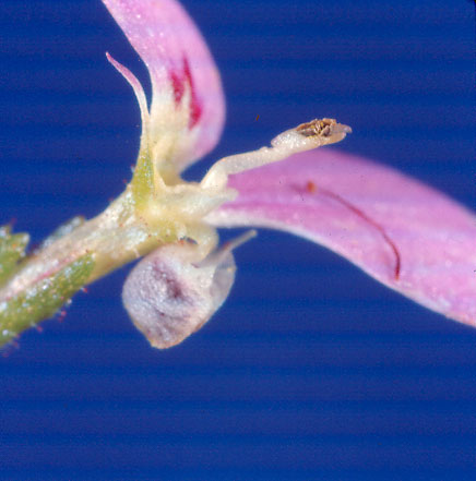 File:Levenhookia pulcherrima pollinator column.jpg