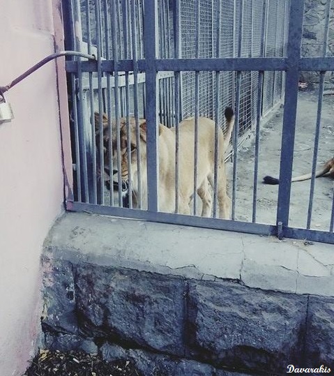 File:Lion in Yerevan zoo.jpg