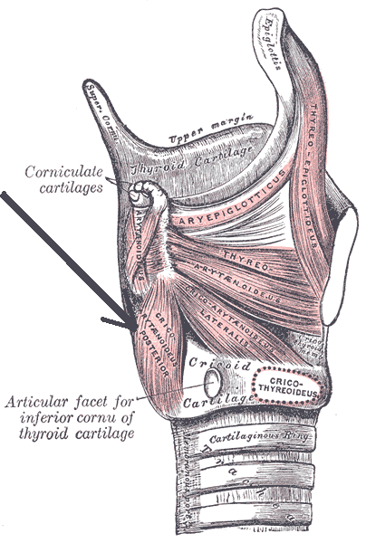 File:Musculuscricoarytenoideusposterior.png