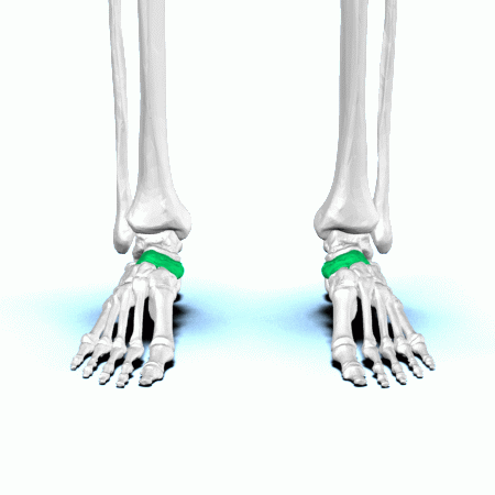 Navicular bone - animation01.gif