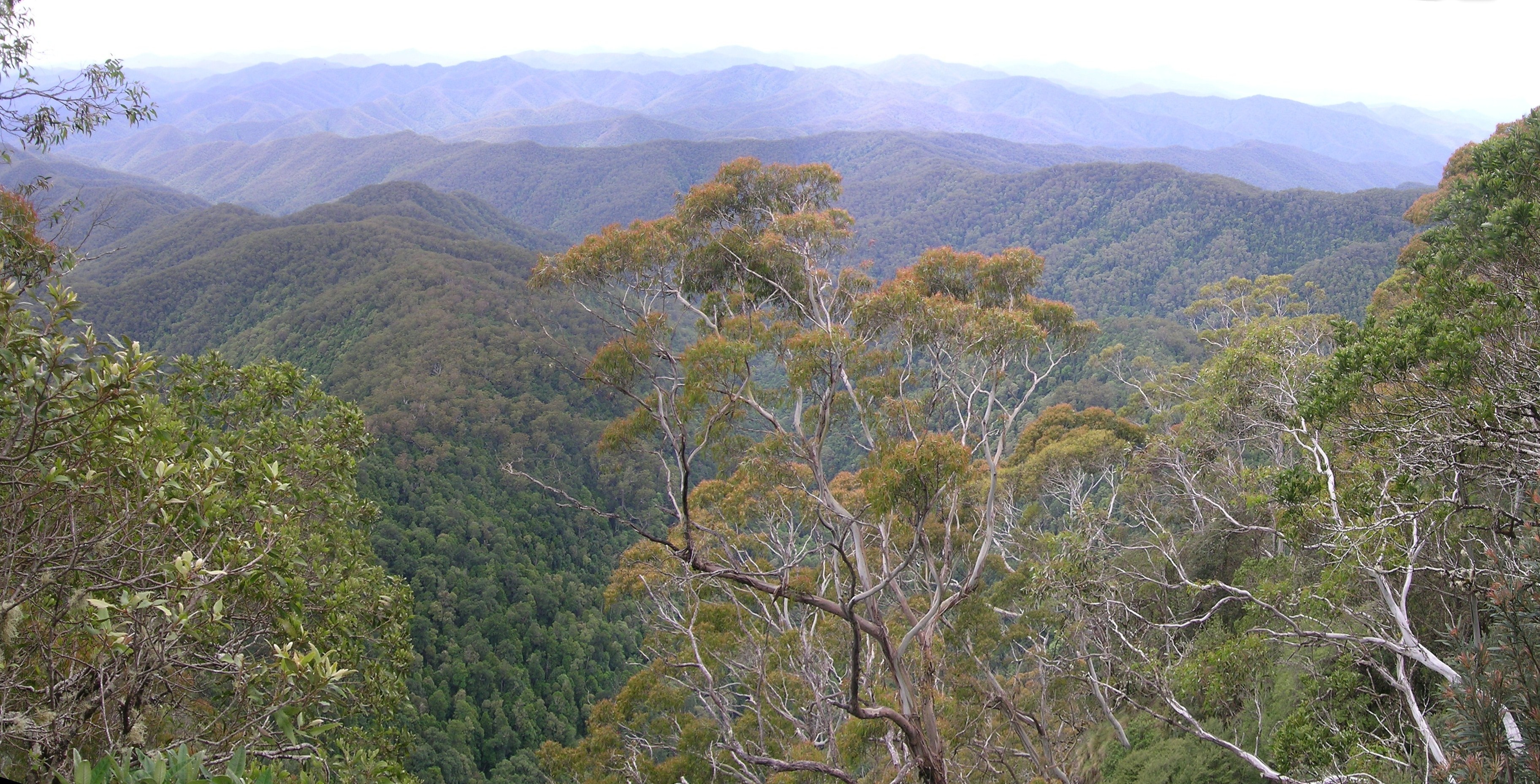 Eastern Australian temperate forests - Wikipedia