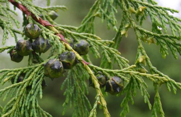 Bestand:Nootka Cypress.jpg