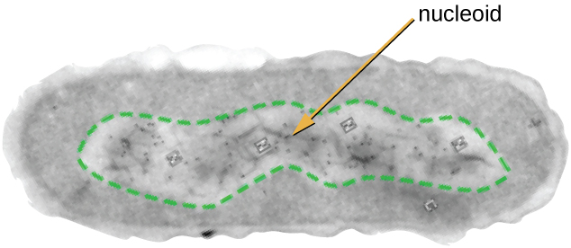 File:OSC Microbio 03 03 Nucleoid.jpg