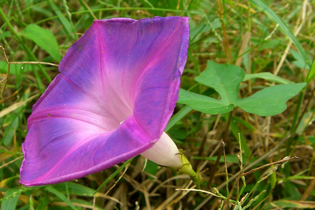 Ипомея morning Glory