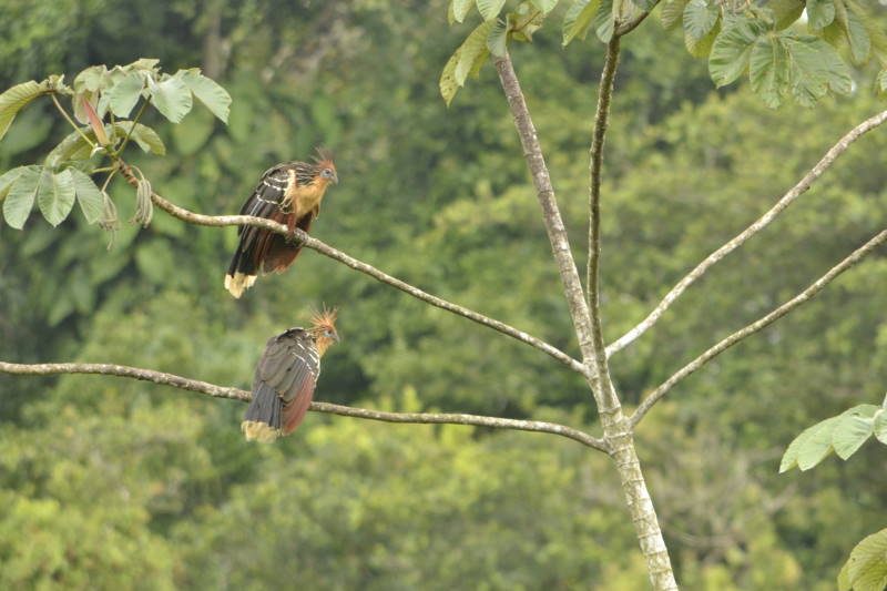 File:Opisthocomus hoatzin DT -K Limoncocha- (12) (20833398526).jpg