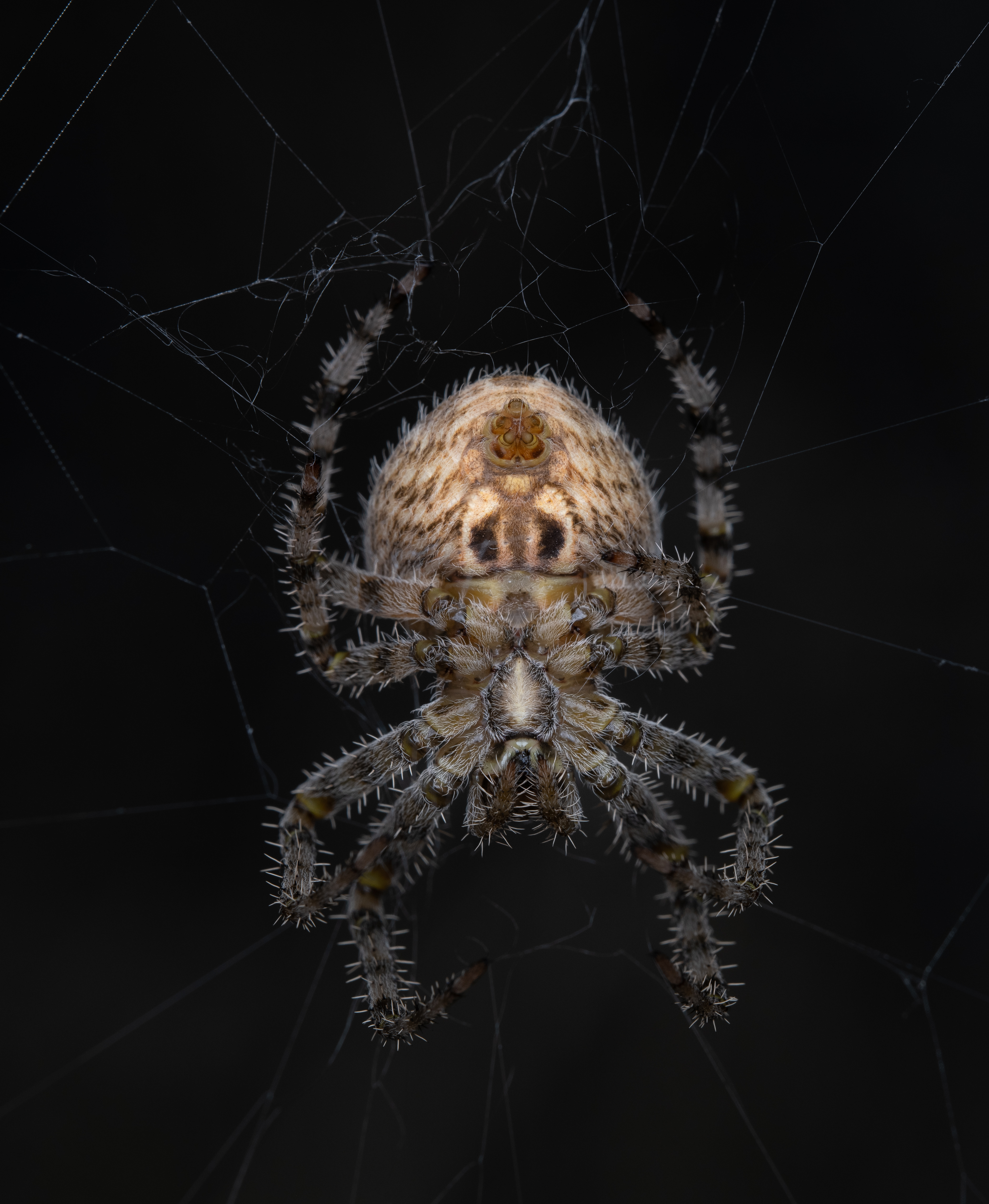 Orb web