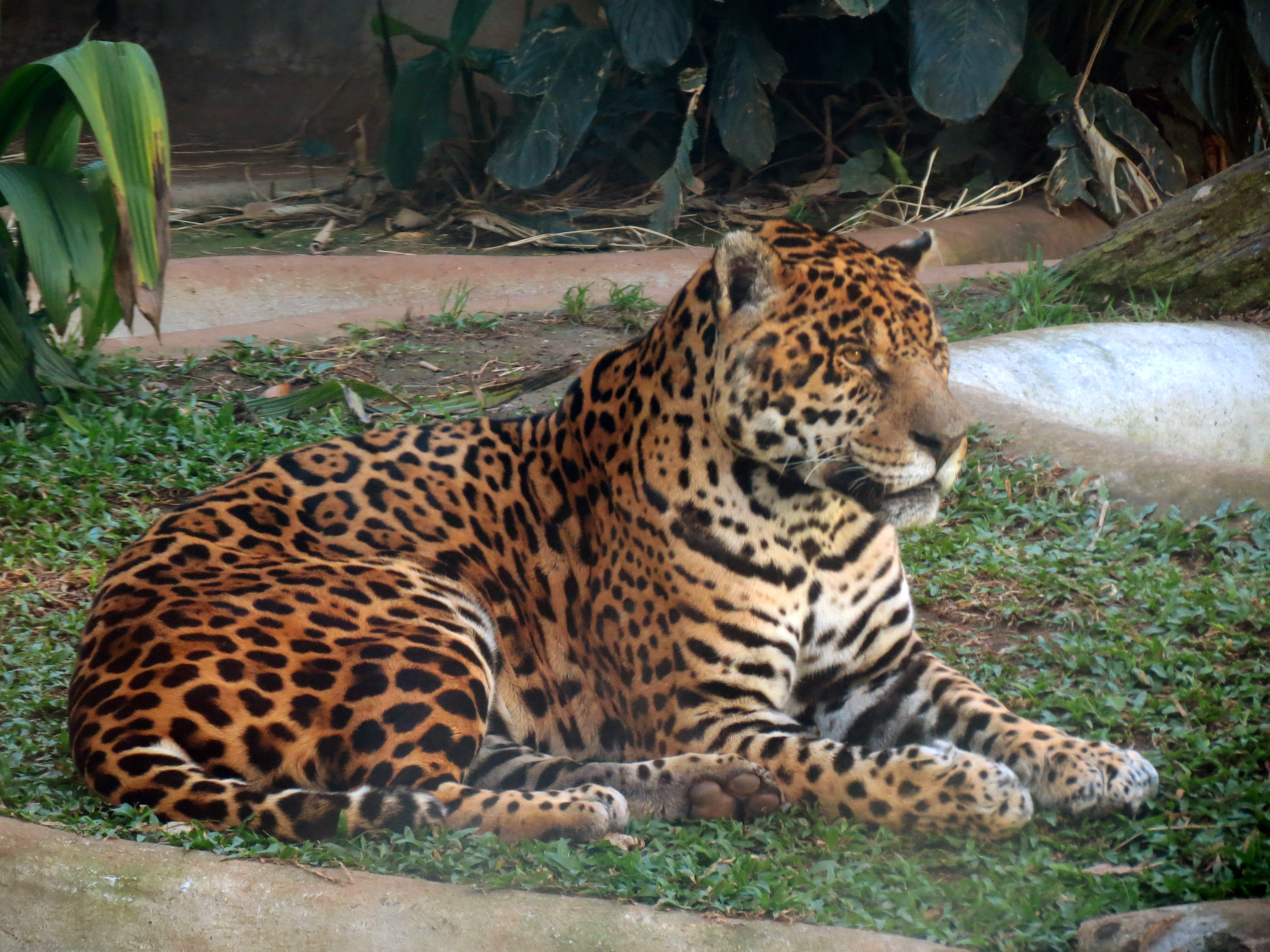 Panthera onca – Wikipédia, a enciclopédia livre