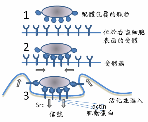 File:Phagocytosis in three steps zh.png