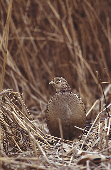 File:Phasianus colchicus 2 hen (Marek Szczepanek).jpg