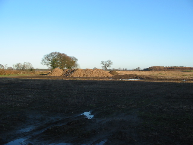 File:Piles of sugar beet at Swan Farm Deighton.jpg