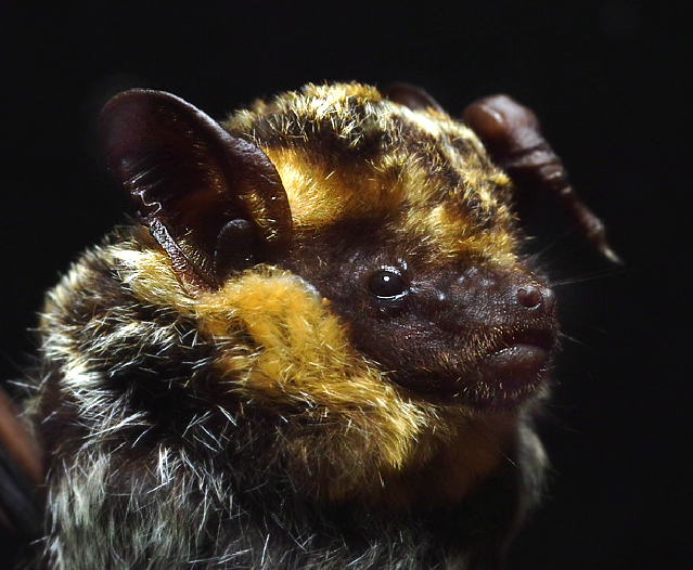 File:Pipistrelle 2.jpg