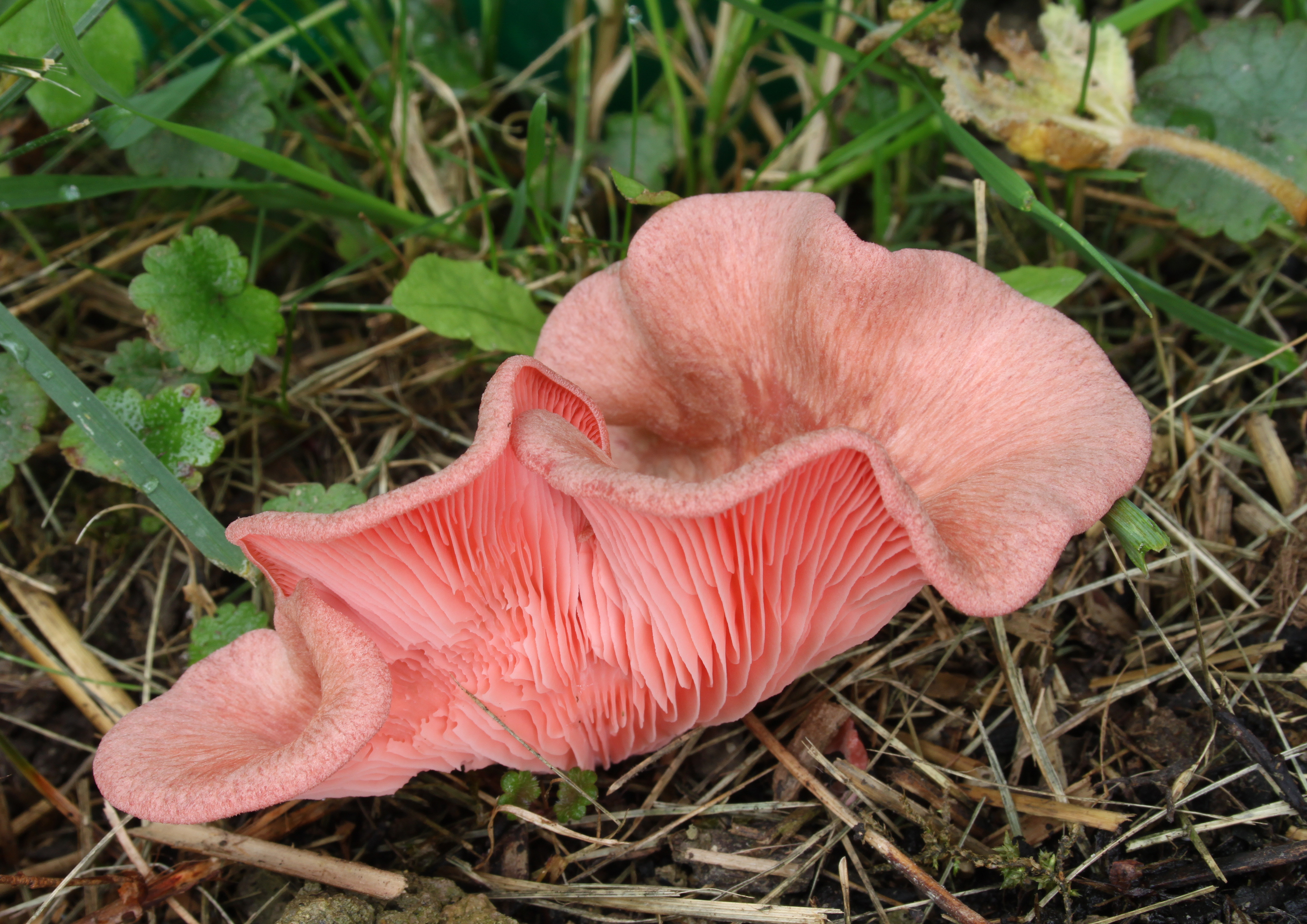 Розовое съедобное. Вешенка плевротус семгово-соломенная. Pleurotus djamor. Вёшенка сёмгово-соломенная. Вёшенка сёмгово-соломенная (Pleurotus.