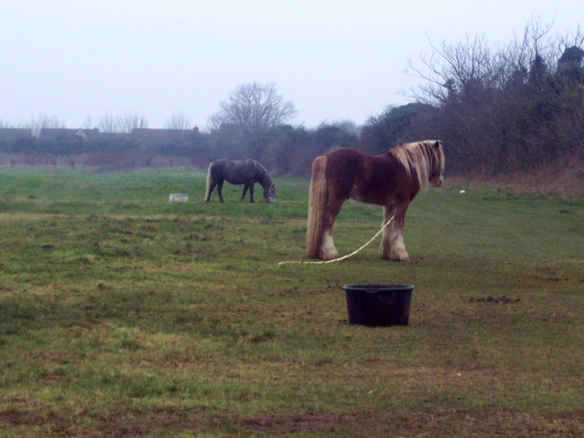 File:Ponies Tethered by Hedgerow near Odstock Hospital - geograph.org.uk - 324678.jpg