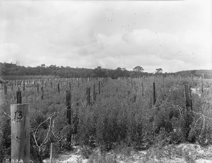 File:Queensland State Archives 1854 New Zealand blue lupin green manure crop September 1951.png