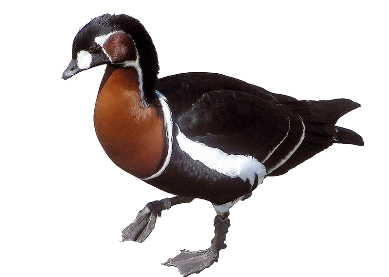 File:Red-breasted goose arp.gif