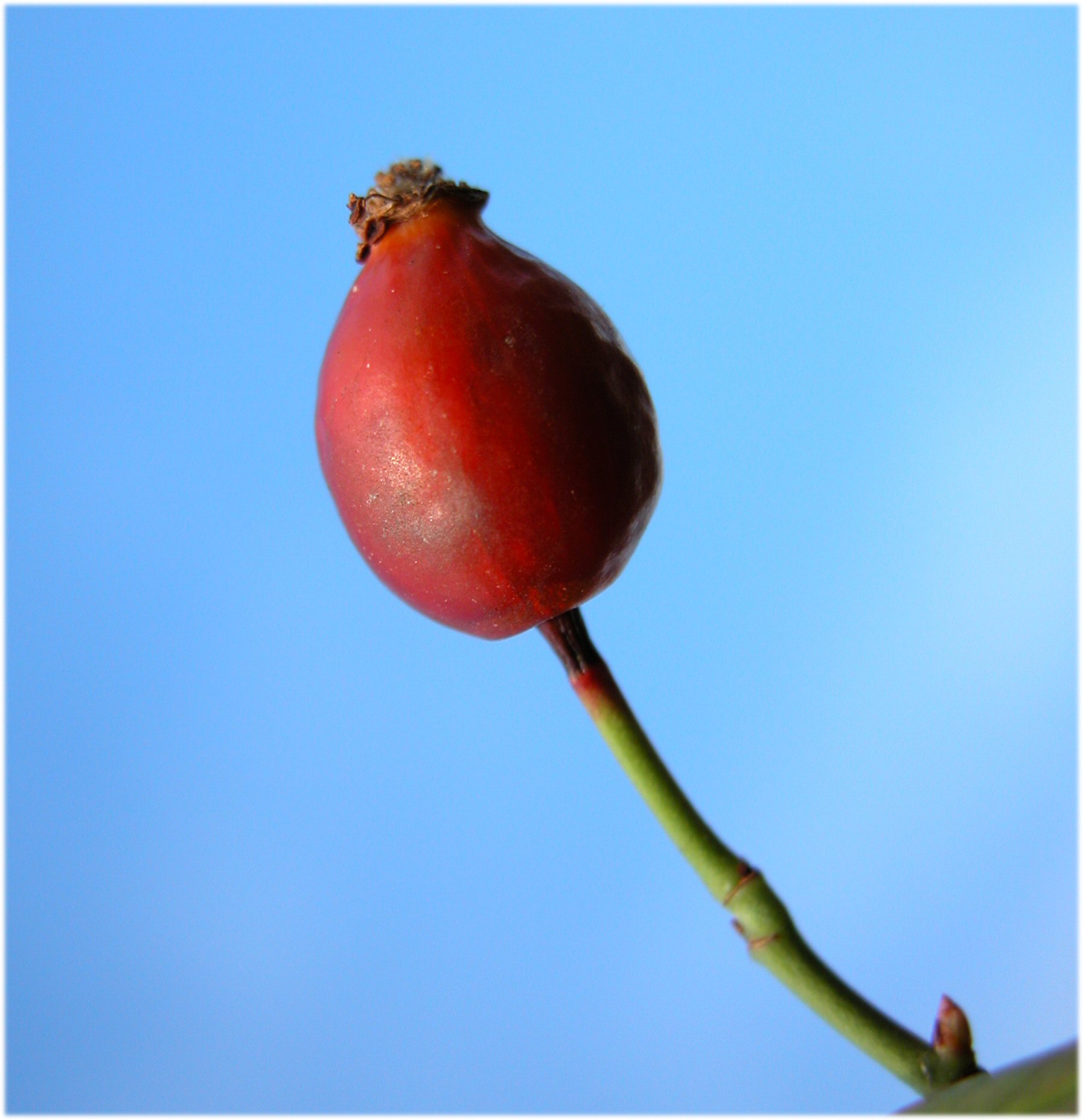 Rosa canina fruit