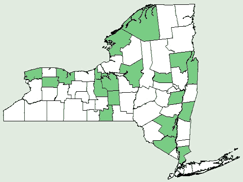 File:Sagittaria cuneata NY-dist-map.png