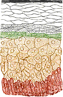 File:Skinlayers22.png