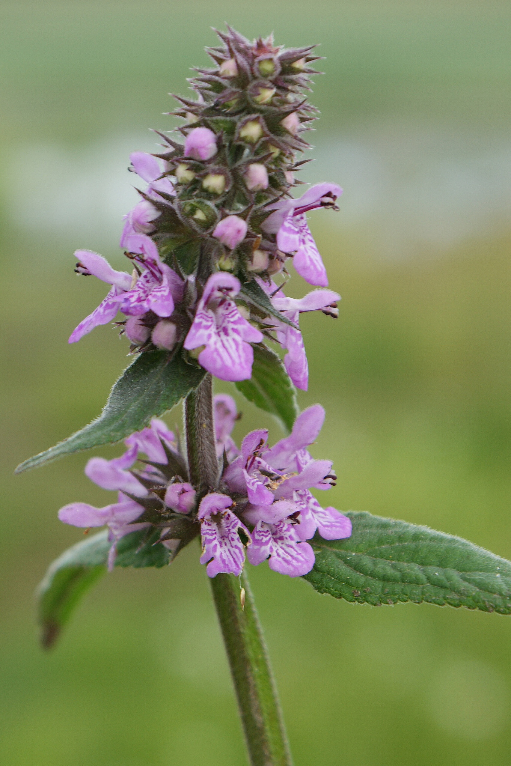 Чистец фото. Чистец Альпийский. Чистец (Stachys). Чистец стахис. Чистец персидский.