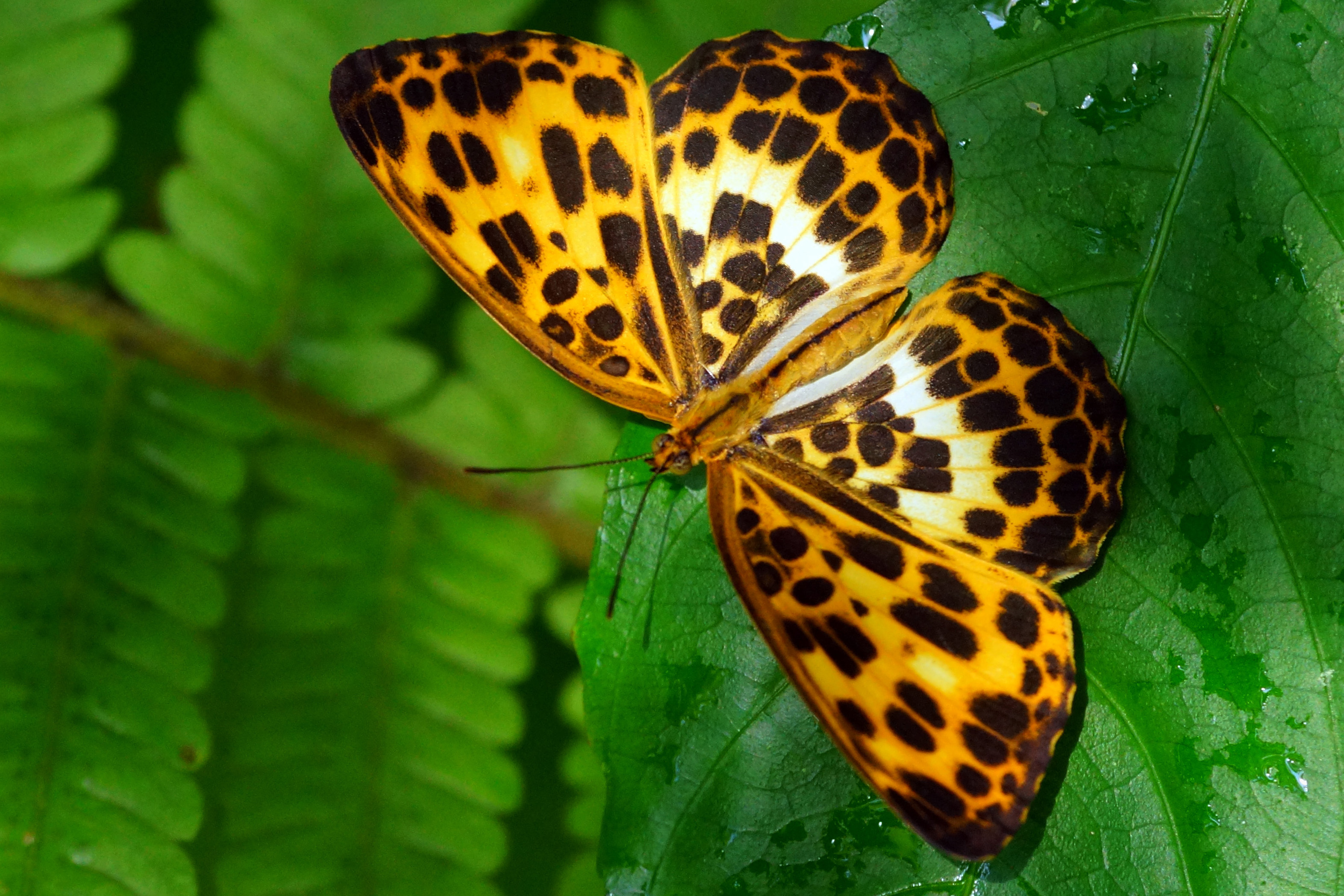 Bestellmich Lila Elfe Schmetterling Aufnäher Bügelbild Patch Applikation Größe 7,2 x 10,5 cm