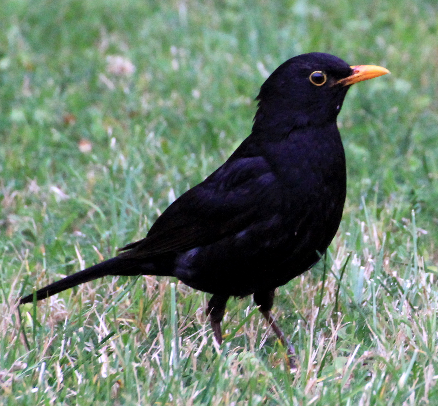 Turdus_Merula_in_Saint_Sernin_Croped.jpg