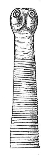 File:Vorderende unbewaffneter Bandwurm-drawing.jpg