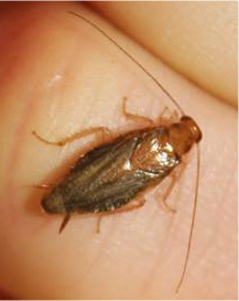 Chorisoneura texensis female With flash Grey Chorisoneura texensis adult female.jpg