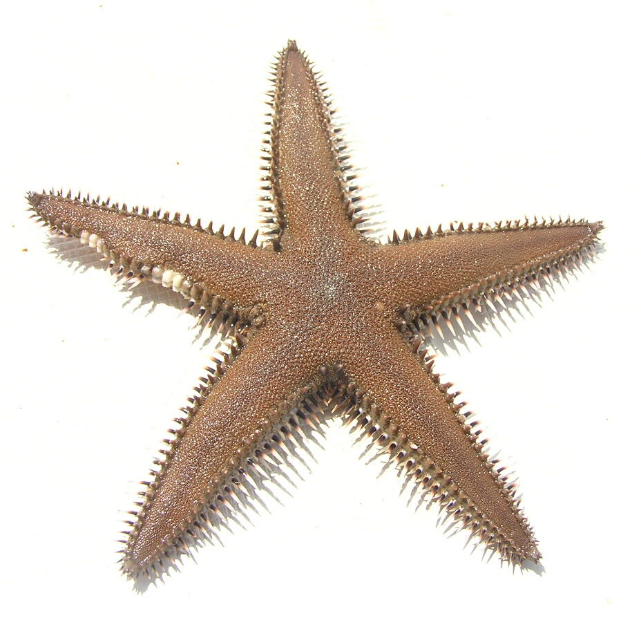 Морские звезды Notomyotida
