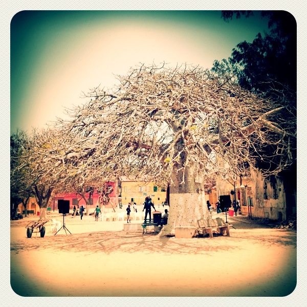 File:A-POIS Giuditta Nelli - Senegal 2012 - Île De Gorée, Le grand baobab.JPG