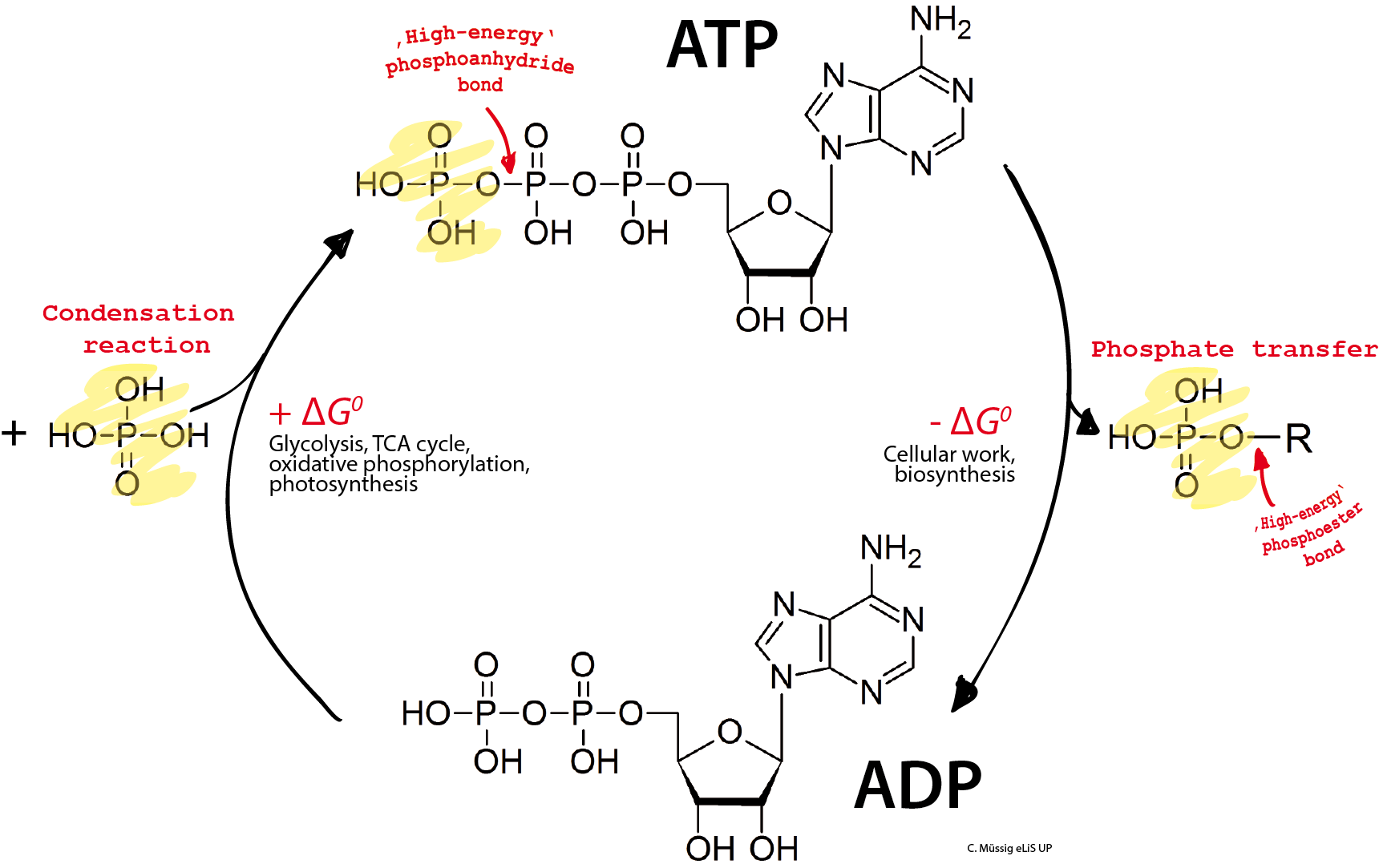 an enzyme which converts atp to cyclic amp