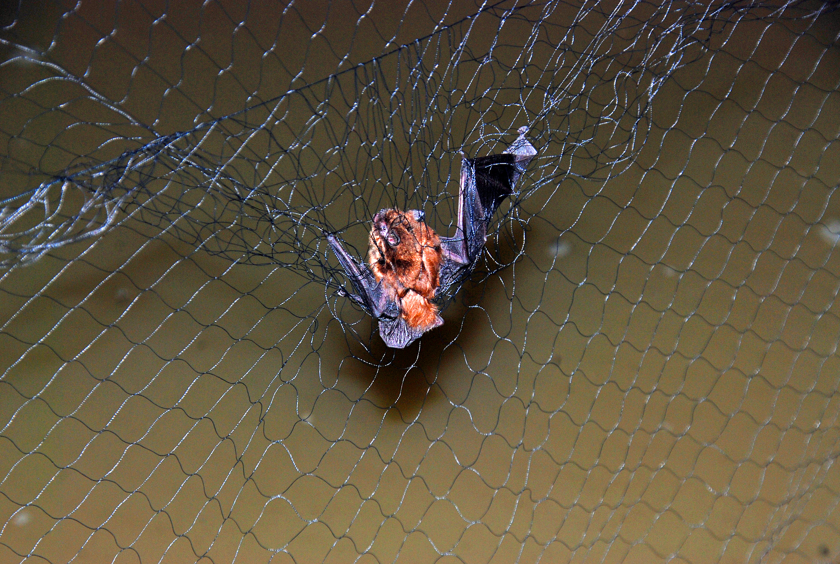 File:A bat is caught in a mist net. (7645748874) (2).jpg - Wikimedia Commons