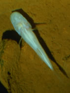 The Alabama cavefish (Speoplatyrhinus poulsoni) has a tiny range and is very rare AlabamaCavefish.jpg