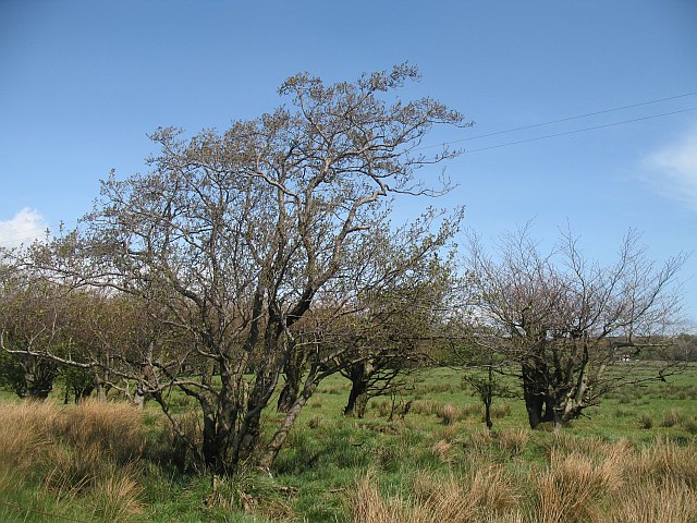 File:Alder carr, Bridgehill - geograph.org.uk - 1293212.jpg