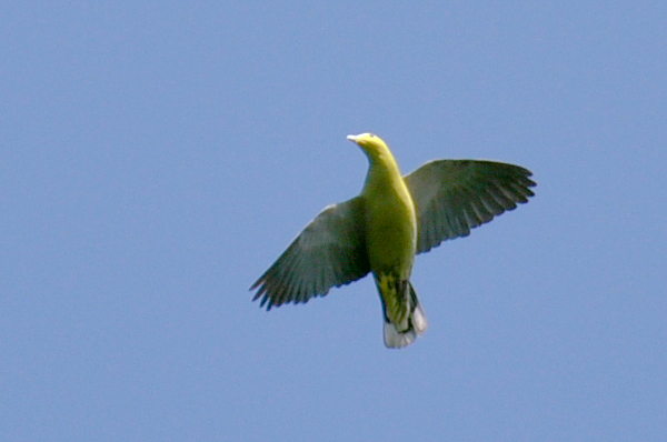 File:Andaman Green-pigeon flight.JPG