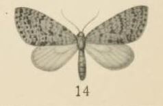<i>Episteira</i> genus of insects