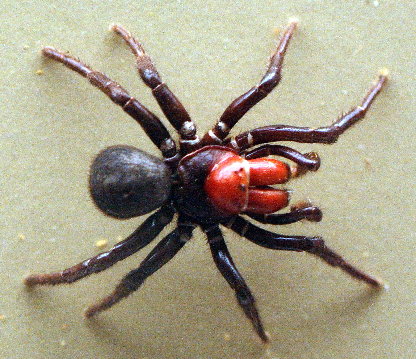 Spiders - The Australian Museum