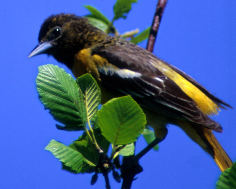 File:BaltimoreOriole23.jpg