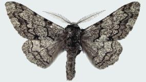 <i>Biston robustum</i> Species of moth
