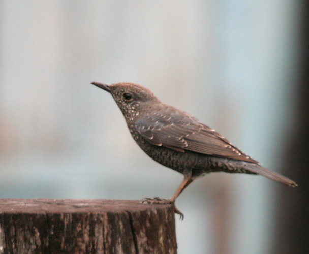 File:Blue Rock Thrush (Monticola solitarius)- pandoo race- Female at Jayanti, Duars, West Bengal W IMG 5750.jpg