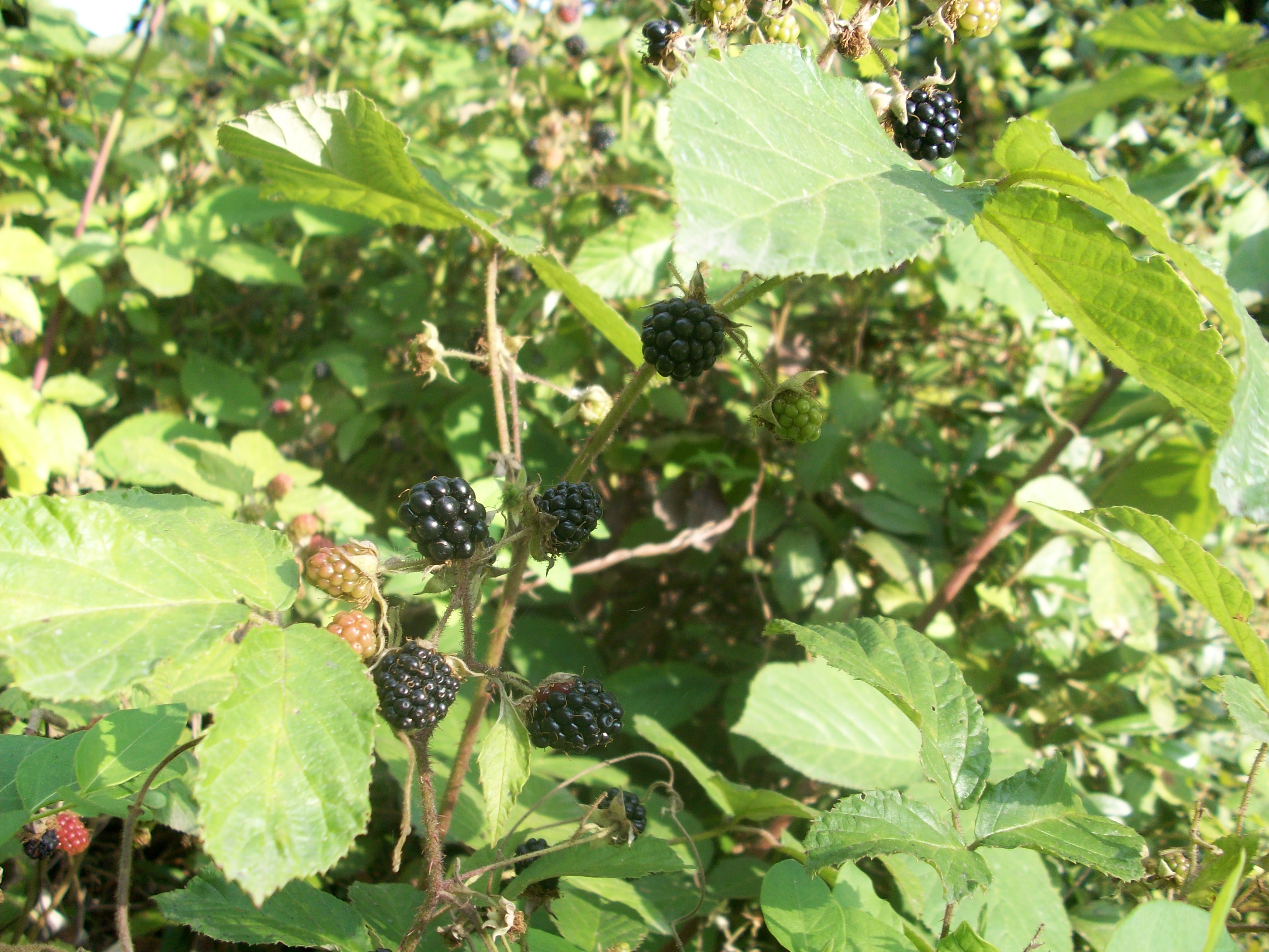 File Botanical Garden In Zugdidi 18 Jpg Wikimedia Commons