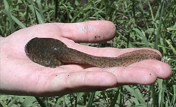 File:Bullfrog Tadpole.jpg