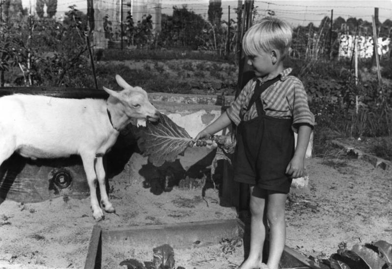 File:Bundesarchiv Bild 183-R97193, Junge füttert Ziege.jpg