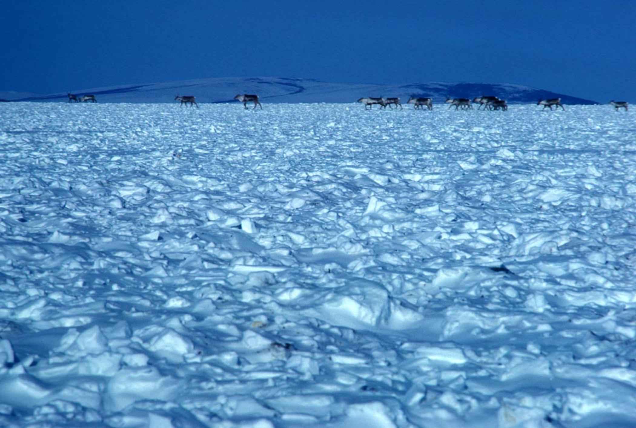 Заснеженная тундра фото