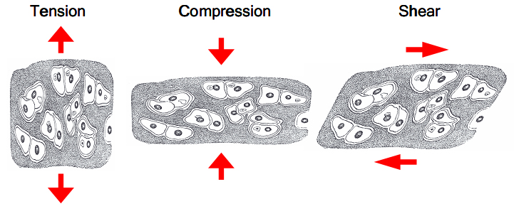 File:Cartilage forces.jpg