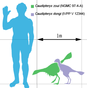 File:Caudipteryx-scale.png