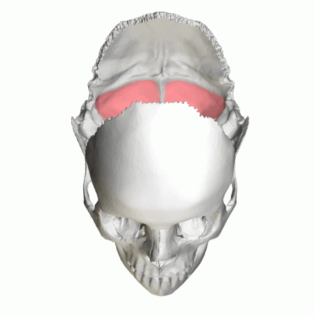 File:Cerebellar fossa of occipital bone - animation03.gif