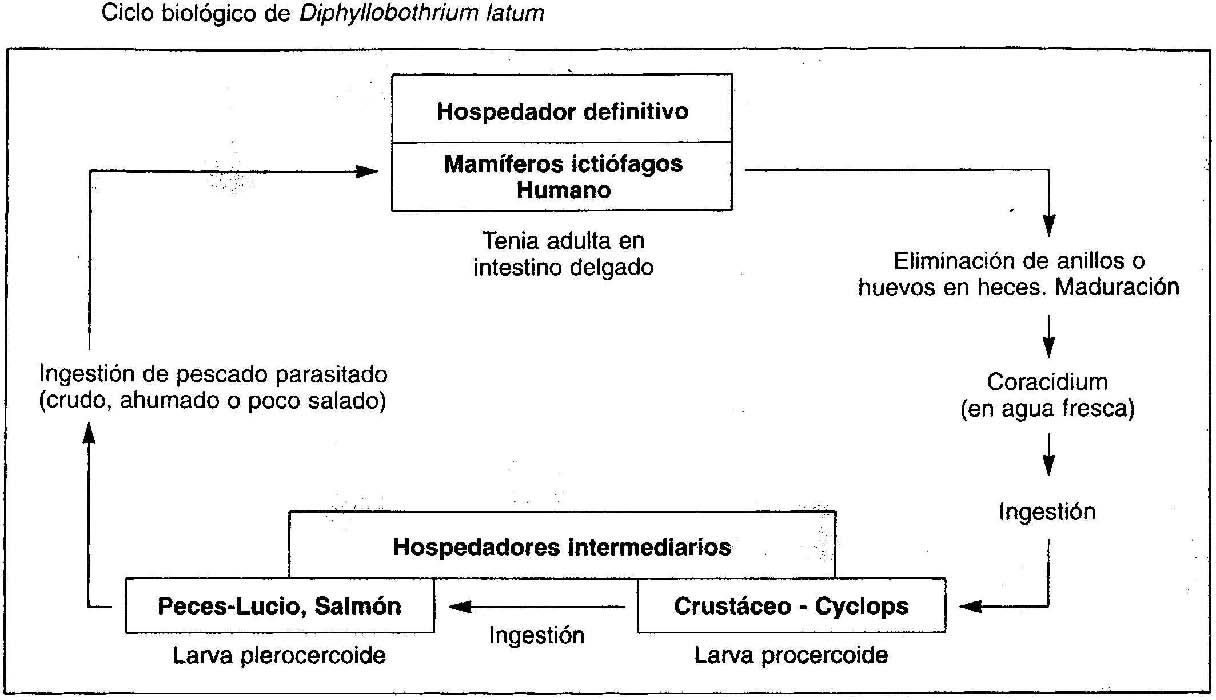 diphyllobothrium latum life cycle